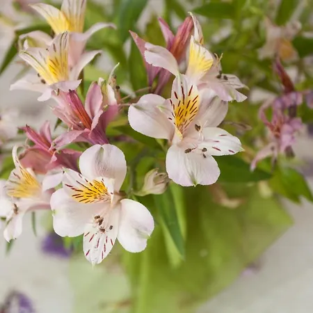 Vendégház Aneli & 3*