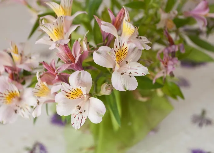 Guest house Aneli & 3*